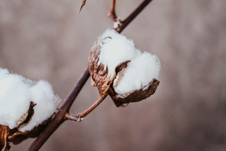 Cotton Essence Garment