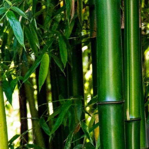 Bamboo Viscose